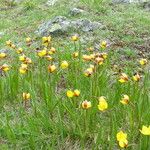 Tulipa sylvestris Flor