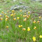 Tulipa sylvestris Květ