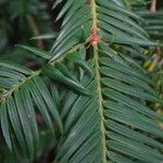 Cephalotaxus harringtonia Frunză