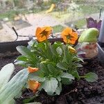 Viola cornuta फूल