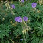 Geranium pratenseFlor