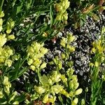 Polygala flavescens Blomma