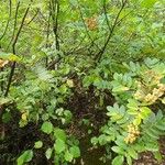 Sorbus californicaBark