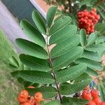 Sorbus aucupariaBlatt