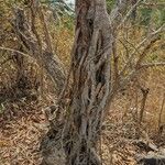 Erythrina senegalensis പുറംതൊലി
