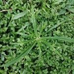 Cyperus laxus Çiçek