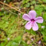 Geranium palmatum Flower
