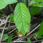 Hiraea quapara Leaf