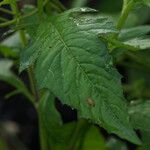 Crassocephalum crepidioides Blatt