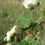 Hibiscus vitifolius Hoja