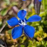 Gentiana brachyphylla Flower