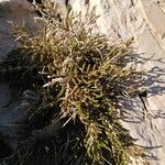 Arthrocnemum macrostachyum Likasa