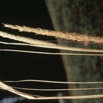 Calamagrostis breviligulata Fruit