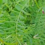 Vicia monantha Leaf