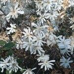 Magnolia stellata 整株植物