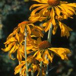 Hymenoxys hoopesii Flower