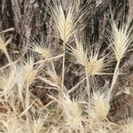 Hordeum marinum Flower