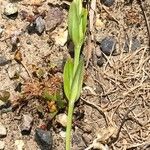 Centaurium maritimum Leaf