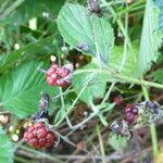 Rubus nessensis Other