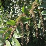 Coriaria ruscifolia Inny