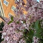 Syringa villosa Blüte