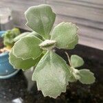 Kalanchoe millotii Leaf