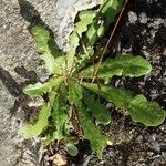 Picris echioides Blatt