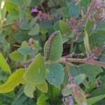 Desmodium intortum Blatt