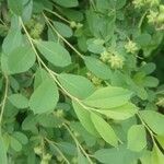 Exochorda racemosa Hoja