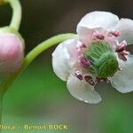Chimaphila umbellata Flor