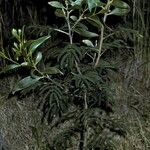 Acacia koa 整株植物