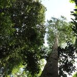 Celtis mildbraedii Habitus