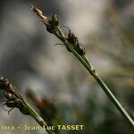 Carex glacialis Fruit