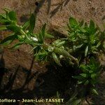 Elatine alsinastrum Flower