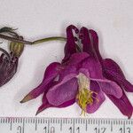 Aquilegia atrata Λουλούδι