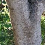 Maytenus canariensis 樹皮