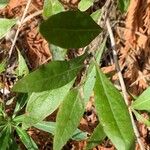 Chrysopsis mariana Leaf