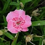 Dianthus caryophyllus Цветок