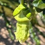 Crescentia mirabilis Flor