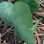 Hepatica nobilis Fulla