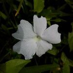 Thunbergia laevis ᱵᱟᱦᱟ