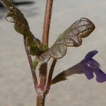 Glechoma hederacea Kéreg