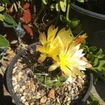 Ferocactus hamatacanthus Květ