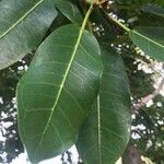 Ficus thonningii Leaf