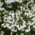 Prostanthera cuneata Çiçek