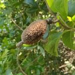 Amphilophium crucigerum Fruit