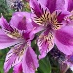 Alstroemeria ligtu Kvet