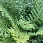 Dryopteris villarii Fulla