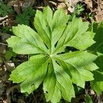 Podophyllum peltatum Lapas