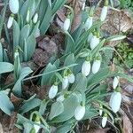 Galanthus elwesii Habit